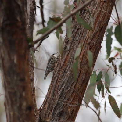 Cormobates leucophaea (White-throated Treecreeper) at Denman Prospect, ACT - 4 Jun 2023 by JimL