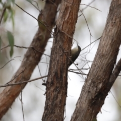 Cormobates leucophaea at Denman Prospect, ACT - 4 Jun 2023 11:42 AM