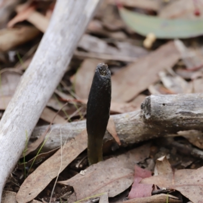 Drechmeria gunnii (Dark Vegetable Caterpillar) at Stromlo, ACT - 4 Jun 2023 by JimL