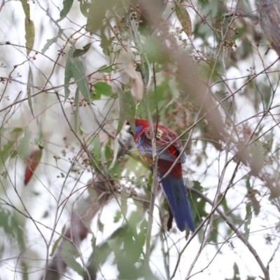 Platycercus elegans (Crimson Rosella) at Denman Prospect, ACT - 4 Jun 2023 by JimL