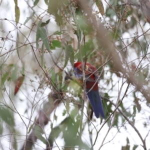 Platycercus elegans at Denman Prospect, ACT - 4 Jun 2023