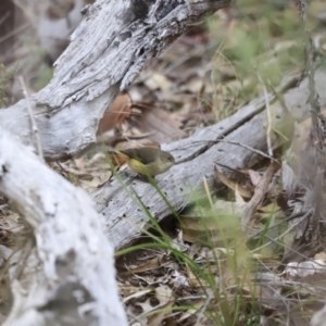 Acanthiza reguloides at Denman Prospect, ACT - 4 Jun 2023