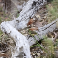 Acanthiza reguloides at Denman Prospect, ACT - 4 Jun 2023