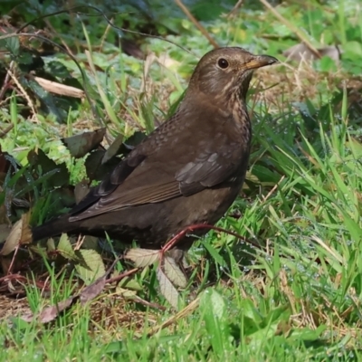 Turdus merula (Eurasian Blackbird) at Wodonga, VIC - 4 Jun 2023 by KylieWaldon