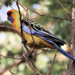 Platycercus elegans flaveolus (Yellow Rosella) at Wodonga, VIC - 4 Jun 2023 by KylieWaldon