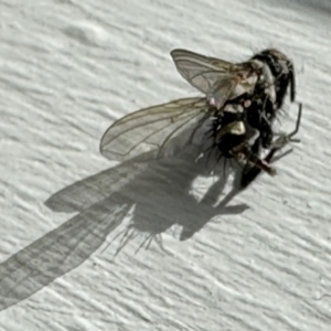 Trigonospila sp. (genus) at Aranda, ACT - 2 Jun 2023