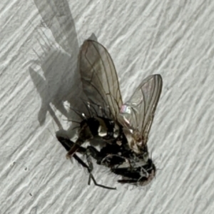 Trigonospila sp. (genus) at Aranda, ACT - 2 Jun 2023 12:59 PM