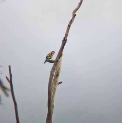 Platycercus eximius (Eastern Rosella) at Nagambie, VIC - 2 Jun 2023 by Darcy