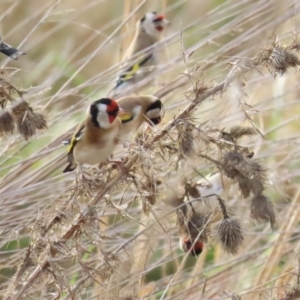 Carduelis carduelis at Fyshwick, ACT - 4 Jun 2023