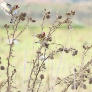 Carduelis carduelis at Fyshwick, ACT - 4 Jun 2023