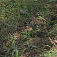 Pyrrholaemus sagittatus (Speckled Warbler) at Red Hill, ACT - 29 May 2023 by BenW