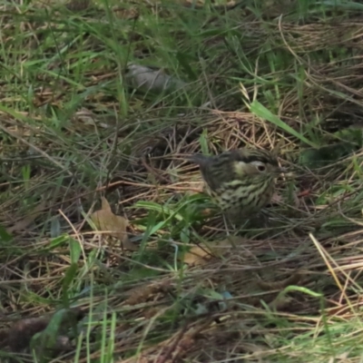 Pyrrholaemus sagittatus (Speckled Warbler) at Red Hill, ACT - 29 May 2023 by BenW