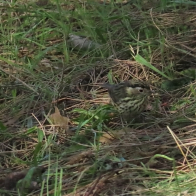 Pyrrholaemus sagittatus (Speckled Warbler) at Red Hill, ACT - 29 May 2023 by TomW