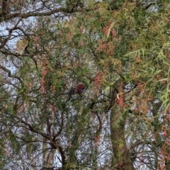 Platycercus elegans (Crimson Rosella) at Nagambie, VIC - 2 Jun 2023 by Darcy