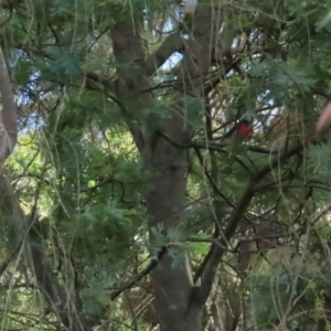 Petroica rosea at Red Hill, ACT - 21 May 2023