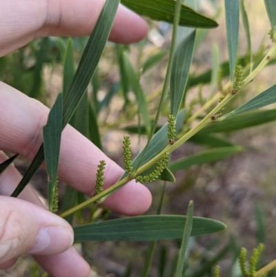 Acacia longifolia subsp. longifolia (Sydney Golden Wattle) at Mangalore, VIC - 2 Jun 2023 by Darcy