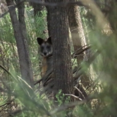 Wallabia bicolor (Swamp Wallaby) at Red Hill Nature Reserve - 21 May 2023 by TomW