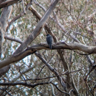 Cacomantis flabelliformis (Fan-tailed Cuckoo) at Mangalore, VIC - 2 Jun 2023 by Darcy