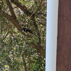 Phylidonyris novaehollandiae (New Holland Honeyeater) at Yarck, VIC - 4 Jun 2023 by Darcy