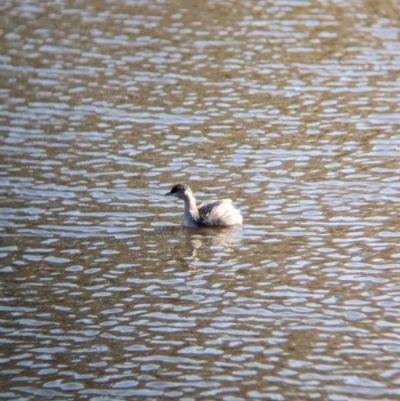 Poliocephalus poliocephalus (Hoary-headed Grebe) at Euroa, VIC - 4 Jun 2023 by Darcy