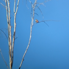 Stagonopleura guttata (Diamond Firetail) at Euroa, VIC - 4 Jun 2023 by Darcy