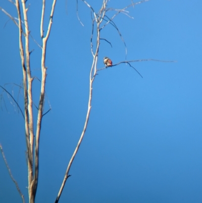 Stagonopleura guttata (Diamond Firetail) at Euroa, VIC - 4 Jun 2023 by Darcy