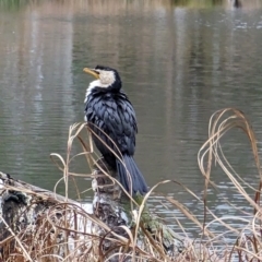 Microcarbo melanoleucos (Little Pied Cormorant) at Watson, ACT - 4 Jun 2023 by AniseStar