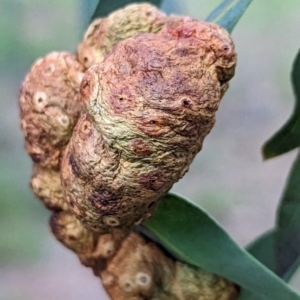 Eucalyptus insect gall at Watson, ACT - 4 Jun 2023