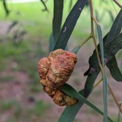 Eucalyptus insect gall at Watson, ACT - 4 Jun 2023