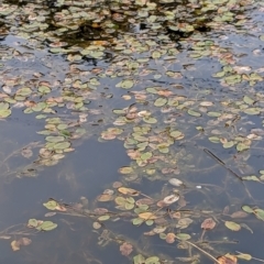 Potamogeton sp (cheesemanii or sulcatus) (Pondweed) at Watson Green Space - 4 Jun 2023 by AniseStar