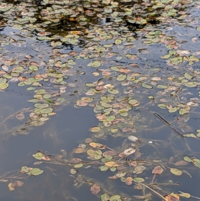 Potamogeton sp (cheesemanii or sulcatus) (Pondweed) at Watson, ACT - 4 Jun 2023 by AniseStar