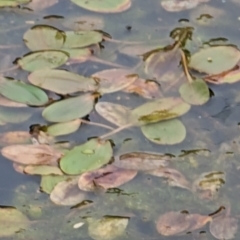 Potamogeton sp (cheesemanii or sulcatus) at Watson, ACT - 4 Jun 2023