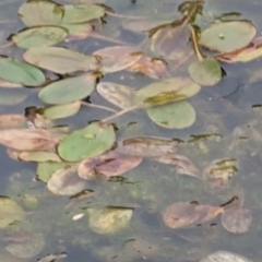 Potamogeton sp (cheesemanii or sulcatus) at Watson, ACT - 4 Jun 2023