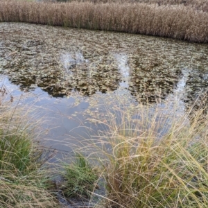 Potamogeton sp (cheesemanii or sulcatus) at Watson, ACT - 4 Jun 2023