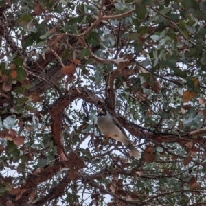 Manorina melanocephala at Watson, ACT - 4 Jun 2023 04:00 PM