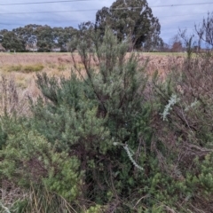 Westringia eremicola (Slender Western Rosemary) at Watson, ACT - 4 Jun 2023 by AniseStar