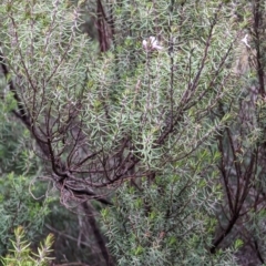 Westringia eremicola at Watson, ACT - 4 Jun 2023 03:52 PM