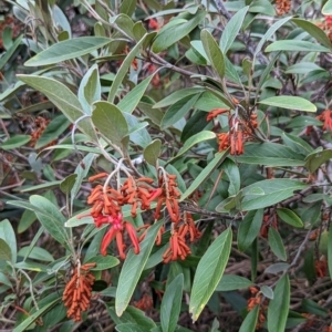 Grevillea victoriae at Watson, ACT - 4 Jun 2023 03:50 PM