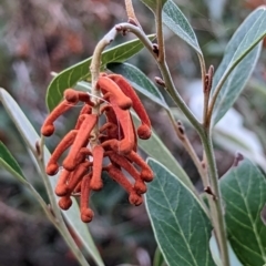 Grevillea victoriae at Watson, ACT - 4 Jun 2023 03:50 PM