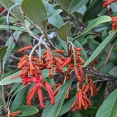 Grevillea victoriae at Watson, ACT - 4 Jun 2023 03:50 PM