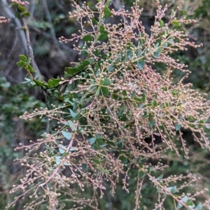 Acacia pravissima at Watson, ACT - 4 Jun 2023 03:48 PM