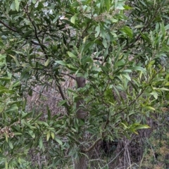 Acacia melanoxylon at Watson, ACT - 4 Jun 2023