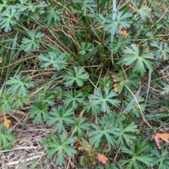 Geranium sp. (Geranium) at Watson, ACT - 4 Jun 2023 by AniseStar