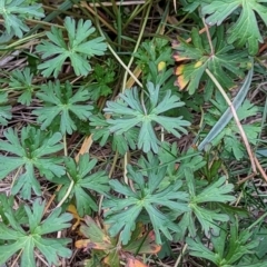 Geranium sp. at Watson, ACT - 4 Jun 2023 03:46 PM