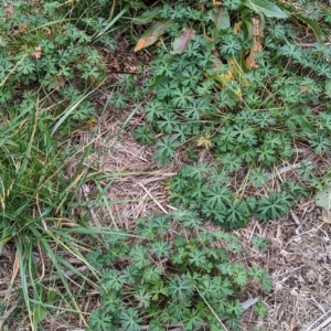 Geranium sp. at Watson, ACT - 4 Jun 2023 03:46 PM