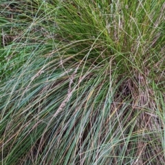 Carex appressa at Watson, ACT - 4 Jun 2023