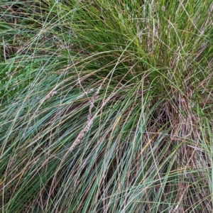 Carex appressa at Watson, ACT - 4 Jun 2023 03:44 PM