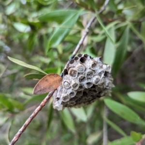 Polistes sp. (genus) at Watson, ACT - 4 Jun 2023 03:38 PM