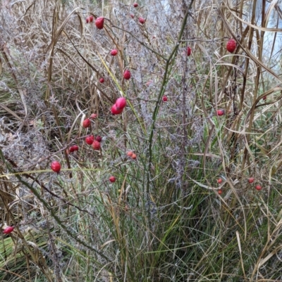 Rosa sp. (A Wild Rose) at Watson, ACT - 4 Jun 2023 by AniseStar