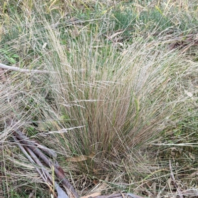 Nassella trichotoma (Serrated Tussock) at Watson, ACT - 4 Jun 2023 by AniseStar